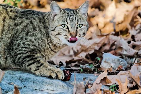 Seaweed also can be considered a worming herb for cats. Why Does My Cat Eat Dead Leaves? | Healthy Cat Guide