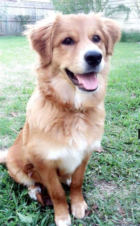 German shepherd mix breeds are incredible dogs. Golden retriever + German shepherd | Golden retriever ...