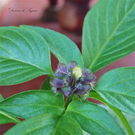 Free, fast and easy way find a job of 191.000+ postings in toronto, on and other big cities in canada. Dorina's Delight™: GARDEN UPDATE : PART 10 - THAI BASIL