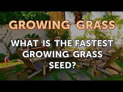 Planting grass seed is an economical and satisfying way to expand the green space around your home or improve your existing lawn. What Is the Fastest Growing Grass Seed? - YouTube