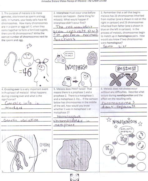 Students compare terms such as diploid and haploid, mitosis and meiosis, and germ cells and somatic cells. Answer Key Amoeba Sisters Video Recap Of Meiosis Answer ...