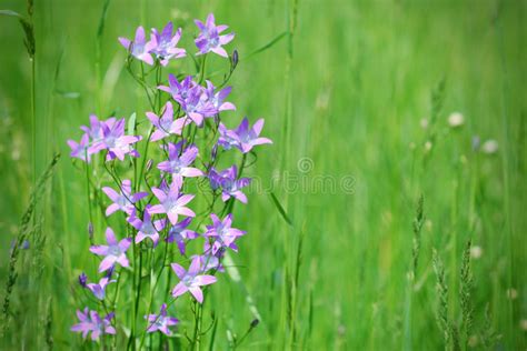 Nella zona dell'ovario è lievemente contratta e prende una forma più tubolare (è la parte che contiene il nettare). Campana-fiore Viola In Prato Verde Immagine Stock - Immagine di bellflower, foresta: 31336577