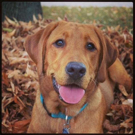 We have a litter of fox red, full english labrador puppies born on january 13, 2021. fox red lab Kota-smiley | Red labrador, Fox red labrador ...