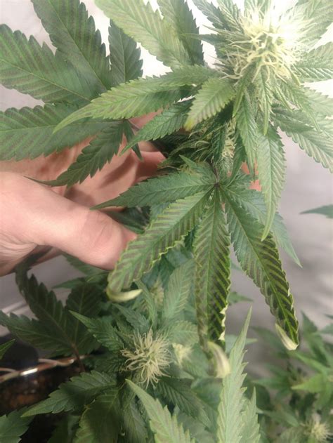 How can pests damage your cannabis plants? Cannabis Plant and Pest Problem Solver: Pictorial | Page ...