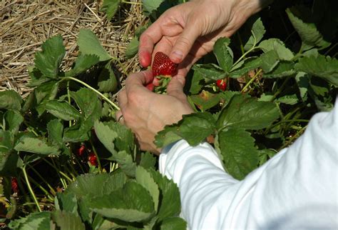 We decided to try growing a mini test strawberry patch this year he picked up some little 1x1 decking pieces and used up the mesh we already had on hand, like i said. Strawberry Harvest Time - How And When To Pick ...