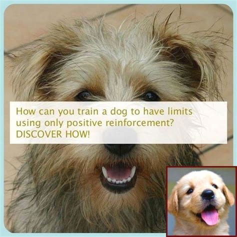 Dedicated dog training's board and train program plants the seeds for you to grow with your dog's training. House Training A Cavapoo Puppy and Dog Training Classes ...