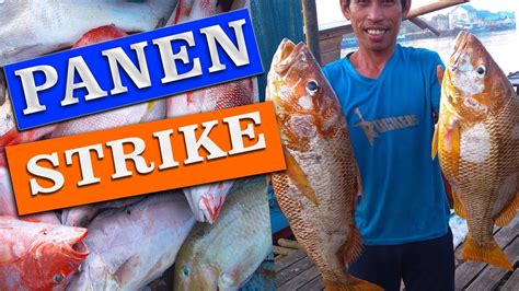 Cek video strike wanita pemancing : Mancing ikan di laut (ikan jenahak) - YouTube