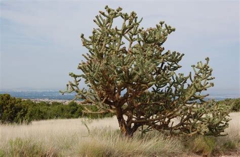 More than 67 purple bushes at pleasant prices up to 37 usd fast and free worldwide shipping! Cane cholla - 5 seeds - Cylindropuntia imbricata - walking ...