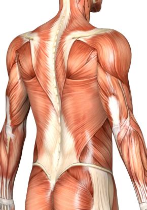 Alle muscles are detailed described incl. back_muscles - Boulder Therapeutics