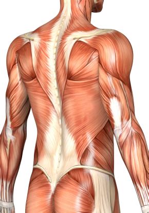 The back's muscles start at the top of the back (named the cervical vertebrae) and go to the tailbone (also named the coccyx). back_muscles - Boulder Therapeutics