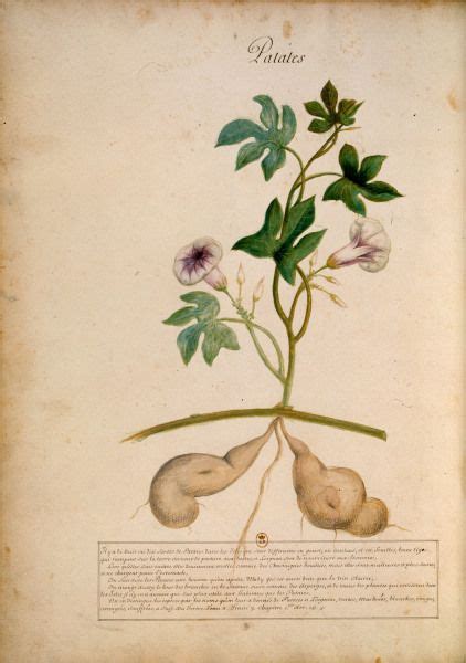 Gourmet purple sweet potato and yellow sweet potato cartoon drawing sweet potato. Sweet potato / Charles Plumier - Artist Artist as art ...