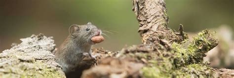 In addition to our general pest control service we specialize in a wide variety of other pest control solutions for your richmond home. Poison-free Rat Control In City of North Vancouver ...