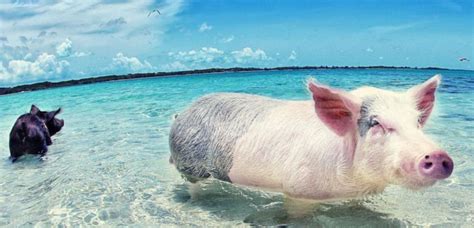 Deux femmes très cochonnes, décapage à l'intérieur d'une suite. VIDEO. Nager aux Bahamas avec… des cochons ! - Sciences et Avenir