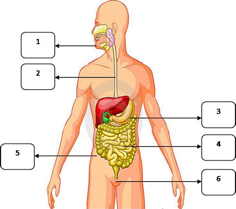 Kerap disebut sebagai sistem koordinasi, saraf memang memiliki tugas utama untuk mengatur semua aktivitas yang terjadi di dalam tubuh. cikgubatpjk: SISTEM PENCERNAAN