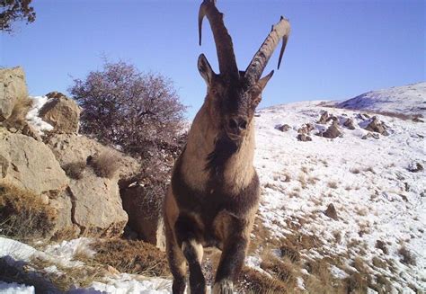 Kambing adalah kambing dan biri biri adalah dari jenis kibas. 5 Fakta Menarik dari Bezoar, Jenis Kambing Tertua di Dunia