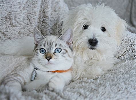 We also offer 24 hour emergency care and standard and medical boarding. 7 Ways to Get a Dog and Cat to Coexist - Freshpet