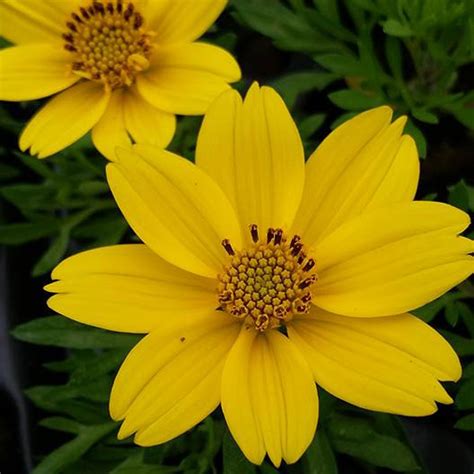 Subtribeasteraceae (tribe heliantheae) subtribe coreopsidinae. Popstar Bidens Plant (Spanish Needles) | Free Shipping