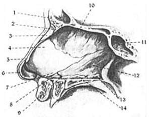 Maybe you would like to learn more about one of these? Anatomi Hidung Manusia