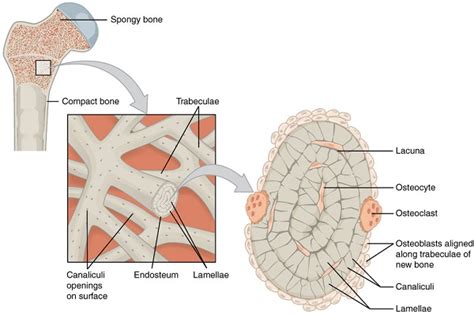 As the names suggest compact bone looks compact and the spongy bone looks like sponges. Trabeculae of Bone: Definition & Function - Video & Lesson Transcript | Study.com