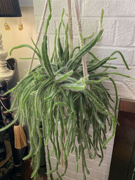 All products from cactus or cacti category are shipped worldwide with no additional fees. Strophocactus testudo (dog tail cactus) in 2020 | Cactus ...