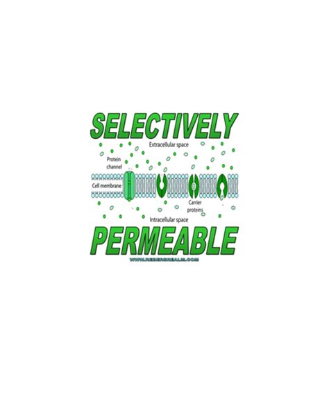 The cell membrane is selectively permeable in nature, consisting of a lipid bilayer with proteins, glycolipids, and cholesterol. Selectively Permeable Cell Membrane T-Shirt