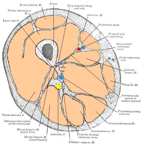 Muscles of the lower leg move the lower leg at the knee joint and the foot at the ankle joint. Upper Thigh Muscles Ct Anatomy / Cureus A Rare Anatomical ...