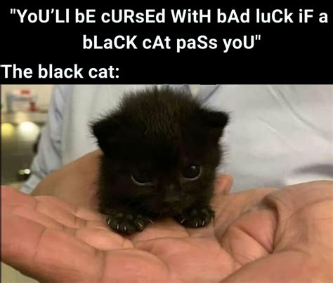 We did not find results for: Black cats don't bring bad luck! : memes