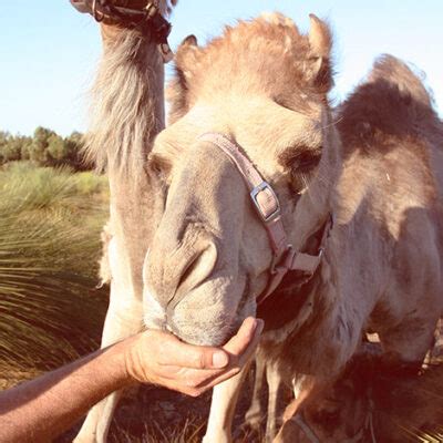 Camel milk is full of natural goodness and has far greater health benefits than other types of milk. Australian Camel Milk - Good Earth Dairy, Western Australia