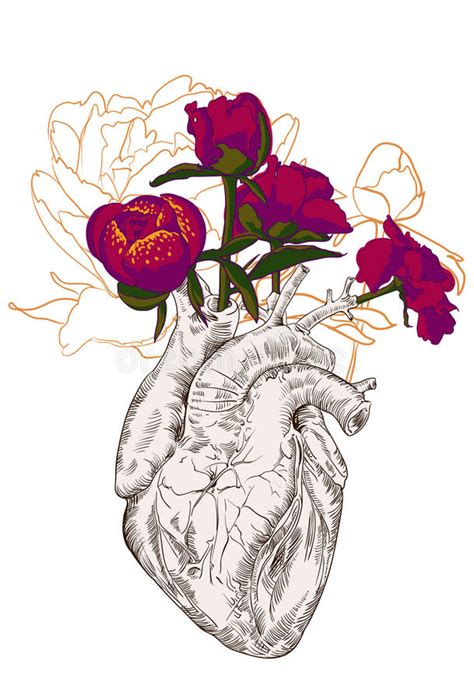 #heart #heart drawing #anatomical heart #flowers #botanical art #botanical illustration #botanical drawing #artwork #pencil drawing. Drawing Human Heart With Flowers Stock Illustration - Illustration of black, floral: 60148782