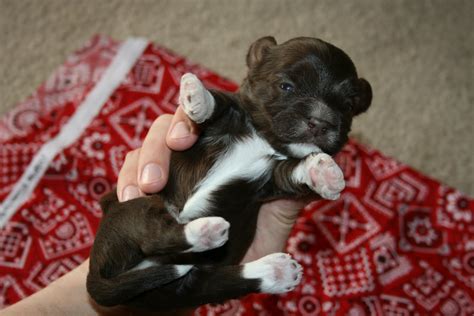 It is good if the people can be how old were your lab puppies when they opened their eyes? Available Puppies: Havanese puppies are 2 weeks old with ...