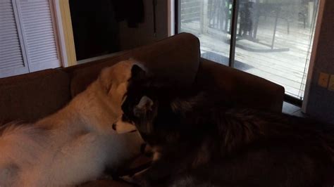 The alaskan malamute club of america was formed in 1935, and the breed was also recognized by the american kennel club (akc) the same year. Great Pyrenees and Alaskan Malamute Playing - YouTube