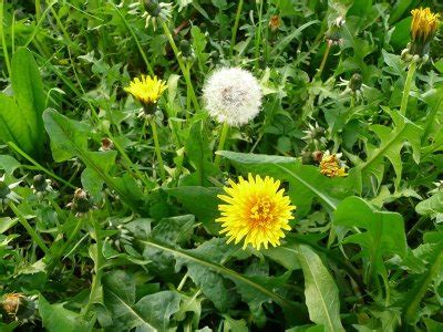 We did not find results for: SonoStrana: Fiori di tarassaco in pastella
