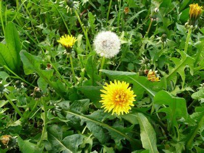 Le 5 varietà più belle e facili da coltivare. SonoStrana: Fiori di tarassaco in pastella