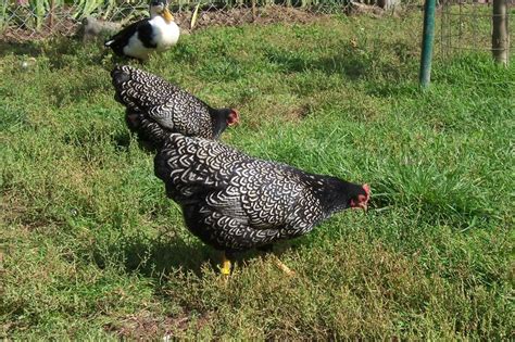 These may have been of brahma, cochin or croad langshan type. Barnevelder - Fragen rund um diese Hühnerrasse - Seite 24