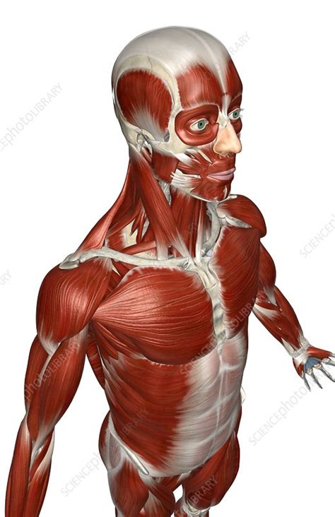 Illustration about deltoids, health, body, male, build. The muscles of the upper body - Stock Image - C008/1068 ...