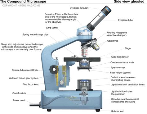 (a) tissue that forms the inner lining of our mouth. Microscope (Technical Illustration) on Behance