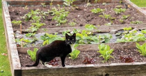 We hope this will help you in learning languages. Cara Mudah Merawat Batas Dan Tanaman Yang Terkena Tinja ...