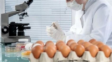 Adequate food safety practices lead to less: Why Contaminated Eggs In India Are Compromising Food ...
