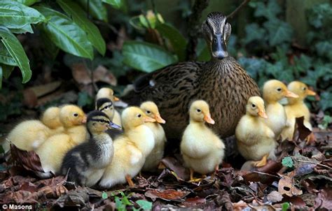 In malaysia available data and media reports of known foundling babies imply that the number of abandoned babies is increasing annually. Gorgeous gaggle of ducklings hatch six months early after ...