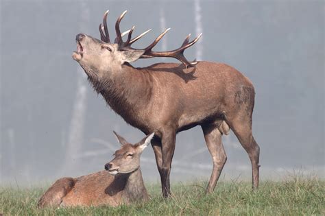 Une fille de deux mecs en rut. Le brame du cerf annonce l'automne