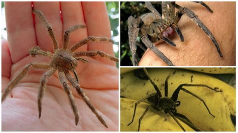 Da diese spinnen manchmal in siedlungen. Brasilianische Wanderspinne - Foto und Beschreibung