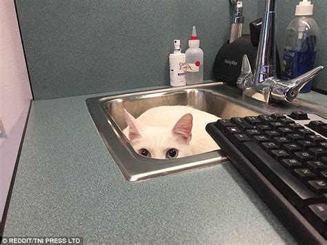 They depend on stealth to survive; Pet owners share photos of their animals trying to hide ...