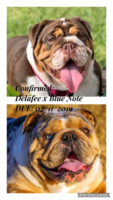 This allows us to help gently cleanse and protect your puppy's delicate skin and coat. Pin by Superior English Bulldogs on English Bulldogs ...