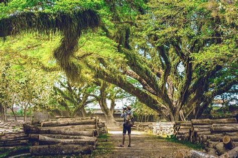 Salah satu objek wisata yang ada di kabupaten sumenep berada di kecamatan batuputih. Lokasi dan Harga Tiket Masuk Jawatan Benculuk Banyuwangi, Keindahan Hutan Trembesi Ala Film ...