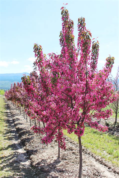 More than 3 flowering crab trees at pleasant prices up to 15 usd fast and free worldwide shipping! Shade and Flowering Trees For Sale In Boise