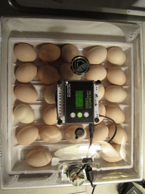 • keep the temperature at about 80° f (27° c). incubating chicken eggs 101 | KW Homestead