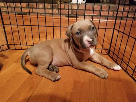 Maybe you would like to learn more about one of these? Puppies For Sale In Ny - petfinder