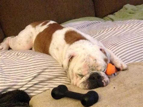 Rook spent the day dreaming about his forever home. Rook ...