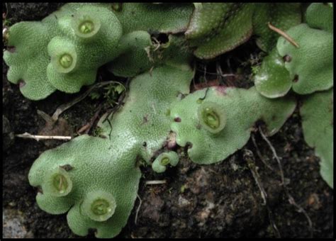 May 26, 2021 · les scientifiques ont confirmé le rôle du fameux gène en en privant un mutant d'une mousse, marchantia paleacea. Order Marchantiales