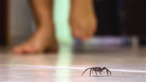 Starbrite spider away natural spider repellent. How to Get Rid of Spiders (from Your House, Apartment ...